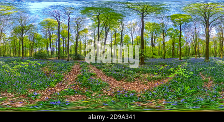 Visualizzazione panoramica a 360 gradi di Bluebells sotto alberi di faggio in legno di Micheldever, Winchester, Hampshire, Regno Unito Kindgdom