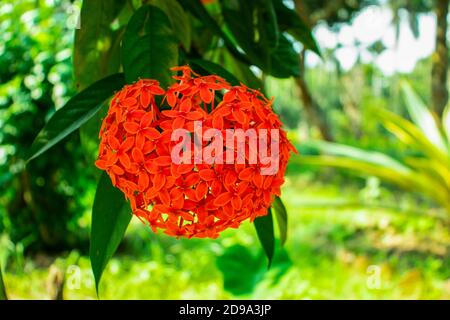 Red Rangoon Fiore o Ixora o Jungle geranio gruppo di fiori Foto Stock