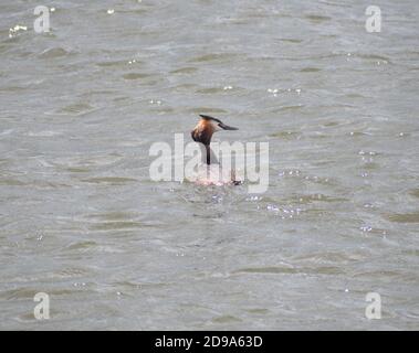 Singolo Gran Gretè crestata in un fiume Foto Stock