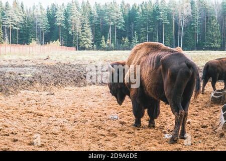 Bisonte in piena crescita nel suo habitat. Foto Stock