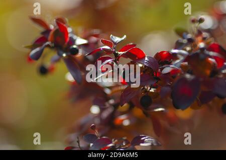 Vero e proprio sfondo botanico: Il lucidus di Cotoneaster con bacche iluminate dalla luce del sole in una bella giornata autunnale Foto Stock