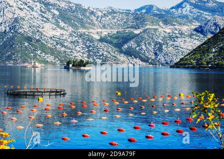 Allevamenti di mitili a Stoliv, Kotor Bay, Montenegro Foto Stock