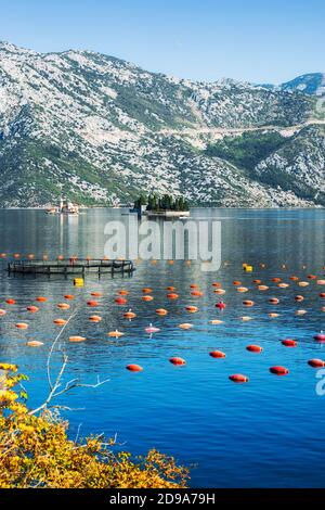 Allevamenti di mitili a Stoliv, Kotor Bay, Montenegro Foto Stock