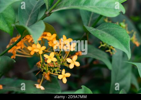 Yellow Rangoon Flower o Ixora o Jungle geranium & group di fiori Foto Stock