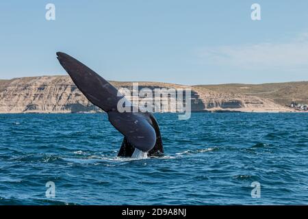 Colpo di closeup di una coda di una balena Humpback spruzzi in oceano Foto Stock