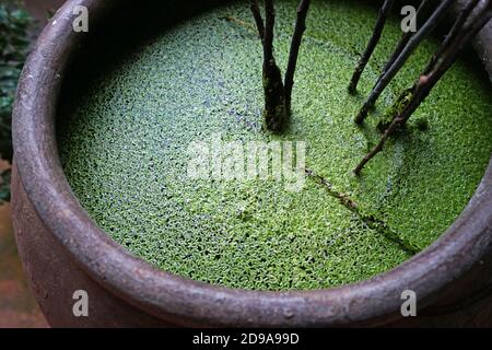 Primo piano felce di zanzara verde in pentola di argilla grande Foto Stock