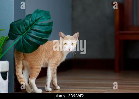 gatto tailandese domestico seduto in giardino fiorito Foto Stock