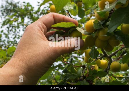 Mano della donna che raccoglie le prugne di ciliegia gialle dall'albero. Concetto: Raccolta e raccolta del raccolto. Foto Stock