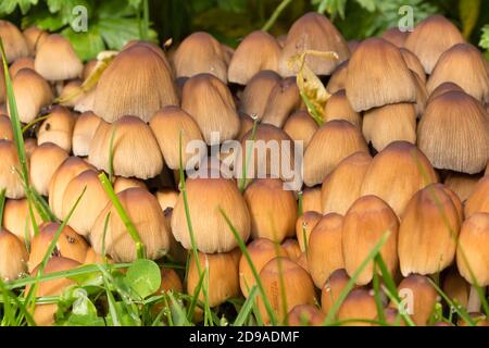 Funghi bruni gastanti in erba durante l'autunno Foto Stock