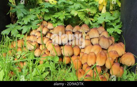 Funghi bruni gastanti in erba durante l'autunno Foto Stock