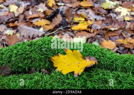 Foglia gialla su muschio verde nella foresta Foto Stock