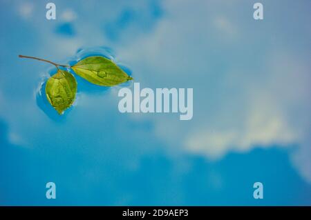 Foglie verdi galleggianti nell'acqua calma che riflette il cielo, ambientale, ecologia concetto, salvare il nostro pianeta Foto Stock