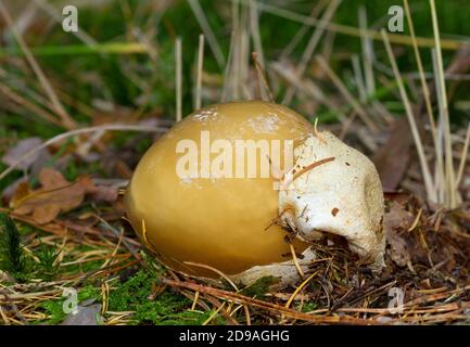 L’uovo della strega, la fase giovanile dello stinkhorn comune, esce dal terreno forestale Foto Stock