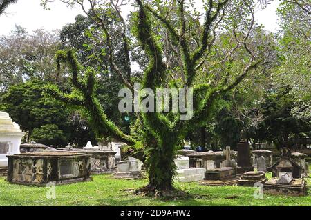 Antico cimitero con un albero frangipani maturo coperto di muschio verde e felci. Foto Stock