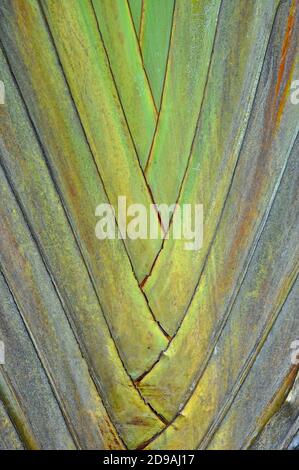 Vista macro di fronde interlacciate di un viaggiatore tropicale palmo Foto Stock