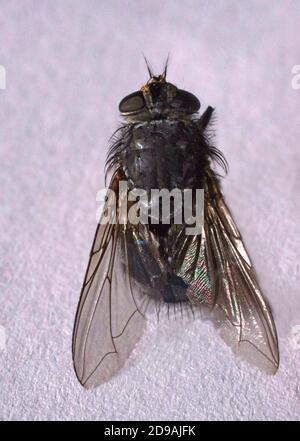 Primo piano Big Fly Foto Stock