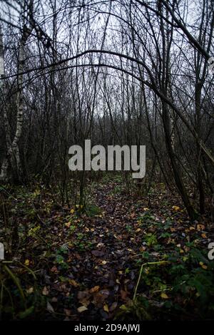 Sentiero nella foresta di autunno. Foto Stock