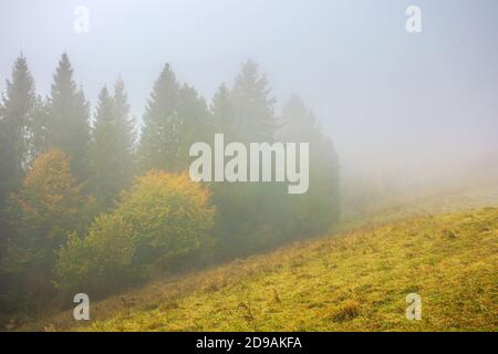 freddo mattina nebbia. moody tempo scenario. abete bosco sul prato erboso in autunno. natura magica concetto Foto Stock