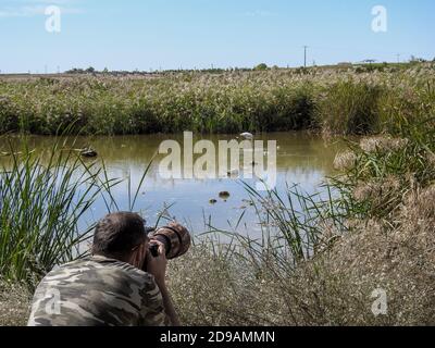 fotografo professionista vestito in camouflage nascosto tra la vegetazione che lavora, fotografando un fenicottero in una laguna Foto Stock