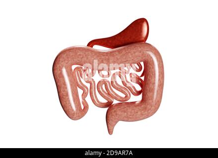 Illustrazione realistica dell'apparato digerente 3d. illustrazione del rendering 3d. Modello intestinale, isalato su bianco Foto Stock