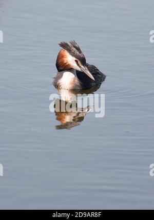 Grande grebe scricchiolito Podiceps christate Foto Stock