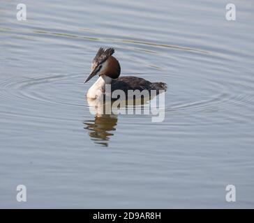 Grande grebe scricchiolito Podiceps christate Foto Stock