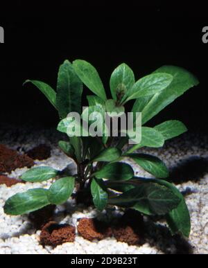 Lobelia cardinalis, il fiore cardinale (SYN. Fulgens), è una specie di pianta fiorita della famiglia Campanulaceae Foto Stock