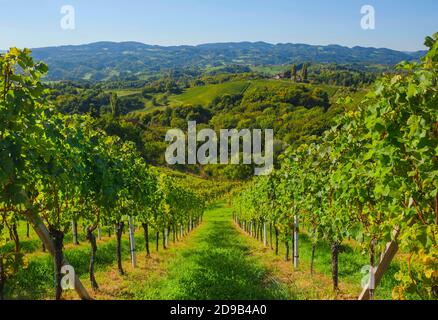 Vigneti lungo la strada del vino della Stiria meridionale, una regione incantevole al confine tra Austria e Slovenia con verdi colline, vigneti, pittoresco Foto Stock