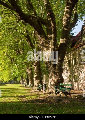Una fila di alberi di sycamore (Acer pseudoplatanus) nel terreno ricreativo della città di Wells, Somerset, Inghilterra. Foto Stock
