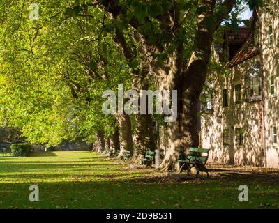 Una fila di alberi di sycamore (Acer pseudoplatanus) nel terreno ricreativo della città di Wells, Somerset, Inghilterra. Foto Stock