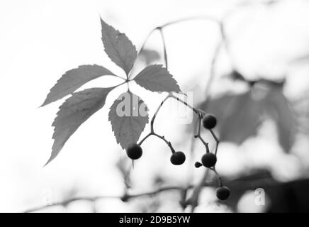 Foglie di uva selvatica in sfocatura. Caduta monocromatica lascia lo sfondo. Foto Stock