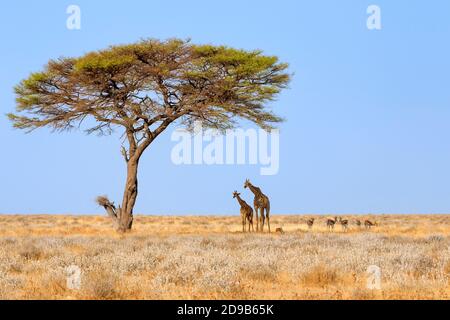 2 giraffe, Giraffa Camelopardalis e Springboks (Antidorcas marsupialis) si trovano all'ombra dell'albero di Acacia. Parco Nazionale di Etosha, Namibia Foto Stock