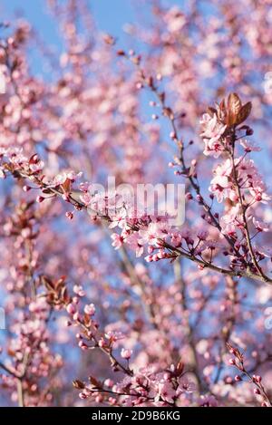 Ramificazione bella prugna di ciliegia rosa, Prunus Cerasifera Nigra, fioritura in primavera. Albero di disegno di paesaggio decorativo. Foto Stock