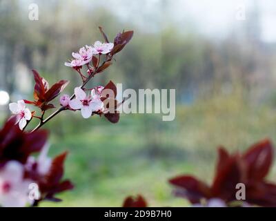 Ramificazione bella prugna di ciliegia rosa, Prunus Cerasifera Nigra, fioritura in primavera. Albero di disegno di paesaggio decorativo. Foto Stock