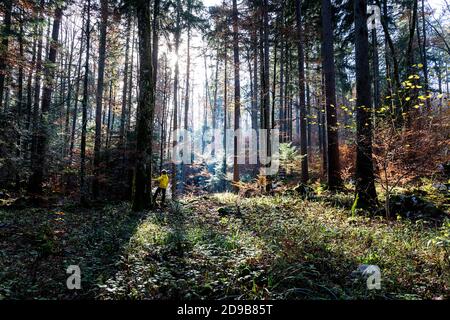 Un ragazzo con un anorak giallo brillante che cammina attraverso una foresta autunnale idilliaca con bellissimi raggi di sole mattutini che filtrano attraverso gli alberi dietro di lui Foto Stock