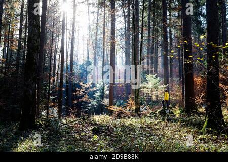 Un ragazzo con un anorak giallo brillante che cammina attraverso una foresta autunnale idilliaca con bellissimi raggi di sole mattutini che filtrano attraverso gli alberi dietro di lui. Foto Stock