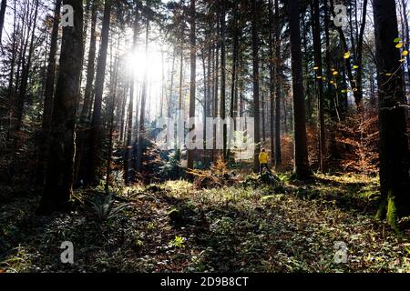 Un ragazzo con un anorak giallo brillante che cammina attraverso una foresta autunnale idilliaca con bellissimi raggi di sole mattutini che filtrano attraverso gli alberi dietro di lui. Foto Stock