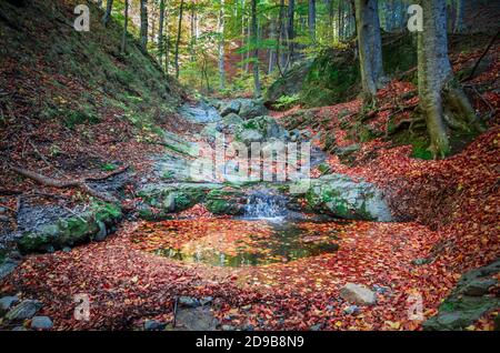 Incredibile paesaggio della foresta d'autunno. Piccolo ruscello che scorre nei boschi tra rocce e alberi. Le foglie cadono vicino al rivuletto. Foto Stock