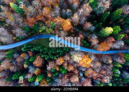 Splendida vista aerea con drone di una strada asfaltata tortuosa che si snoda attraverso la vivace chioma forestale autunnale arancione e dorata di Kocevski Rog Foto Stock