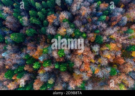Splendida veduta aerea con drone di una fitta foresta mista con conifere verdi vibranti e alberi decidui autunnali colorati a Kocevski Rog, in Slovenia. Foto Stock