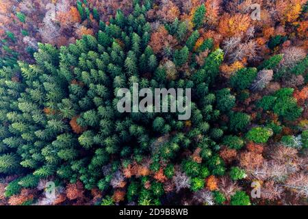 Splendida veduta aerea con drone di una fitta foresta mista con conifere verdi vibranti e alberi decidui autunnali colorati a Kocevski Rog, in Slovenia. Foto Stock