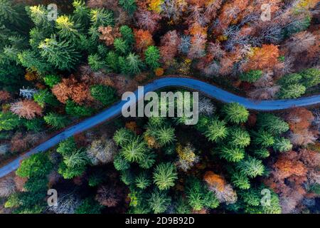 Splendida vista aerea con drone di una strada asfaltata tortuosa che si snoda attraverso la vivace chioma forestale autunnale arancione e dorata di Kocevski Rog Foto Stock
