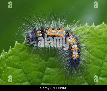 Vista dorsale della falesia quadrifilata di Footman (Lithosia quadra) a riposo sulla foglia di bramble. Tipperary, Irlanda Foto Stock