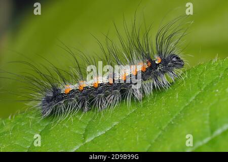 quattro-spotted Footman Moth caterpillar (Lithosia quadra) strisciando lungo la foglia di bramble. Tipperary, Irlanda Foto Stock