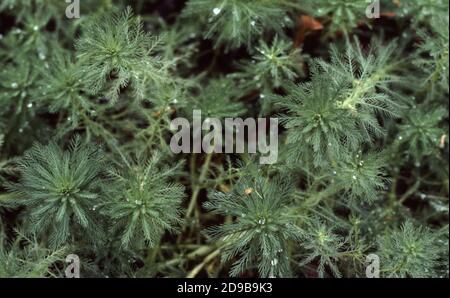 Lamina d'acqua eurasiatica (Myriophyllum spicatum) Foto Stock