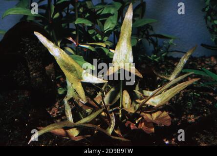 Nymphaea nouchali, spesso conosciuto con il suo sinonimo Nymphaea stellata, o con i nomi comuni loto blu, loto stella, o giglio rosso e blu d'acqua Foto Stock