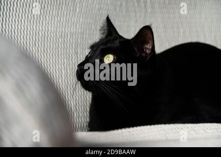 Enorme gatto nero fissando sul pullman Foto Stock