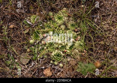 Porpora di Sedum. Lepre cavolo. Skripun. Foto Stock