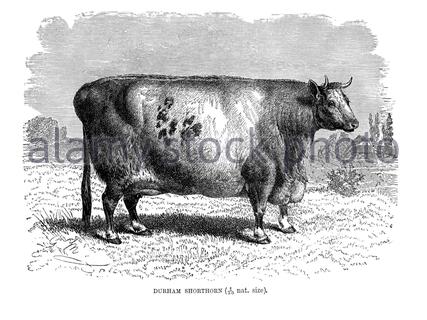 Durham Shorthorn, illustrazione d'epoca del 1894 Foto Stock