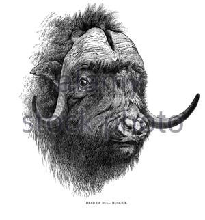 Bull Musk Ox, illustrazione d'epoca del 1894 Foto Stock